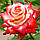 Саджанці троянди "Імператриця" чайно-гібридна, фото 10