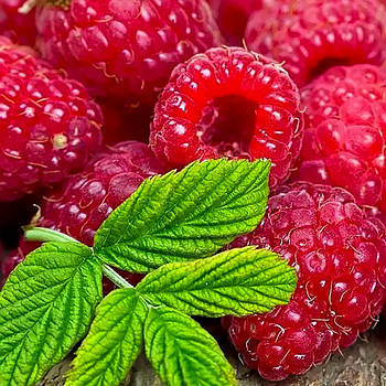 Саджанці малини