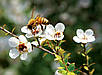 Мед Манука Manuka Honey UMF 10+ (MGO 263 mg/kg) Happy Valley 500 г Нова35 Доставка з ЄС, фото 5