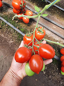 Томаты . Товары и услуги компании 