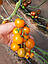 КС 1549 F1/KS 1549 F1 — Томат Індетермінантний, Kitano Seeds, 100 насіння, фото 5