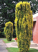 Тіс ягідний Фастигіат Ауреа