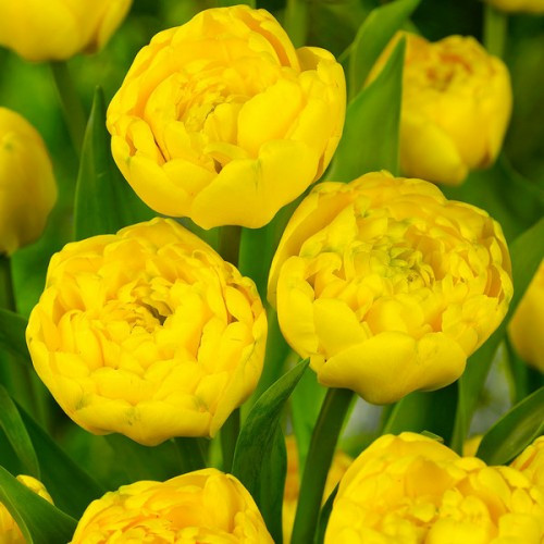 Тюльпан махровий Yellow Pomponnette (Єллоу Помпонетт) 10/11, 30 шт./уп.