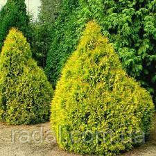 Туя західна Рейнголд С2 25-27 (thuja occidentalis Rheingold), фото 1