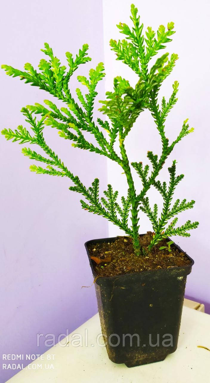 Туневик у С2 35-40 см (Thujopsis dolabrata), фото 1