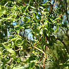 Саджанці Верби Мацуда, Мацудана (Salix matsudana) Р9, фото 4