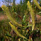 Саджанці Верби Мацуда, Мацудана (Salix matsudana) Р9, фото 2