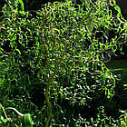 Саджанці Верби Мацуда, Мацудана (Salix matsudana) Р9, фото 3