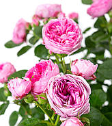 Саджанці троянди "Модерн арт", фото 4