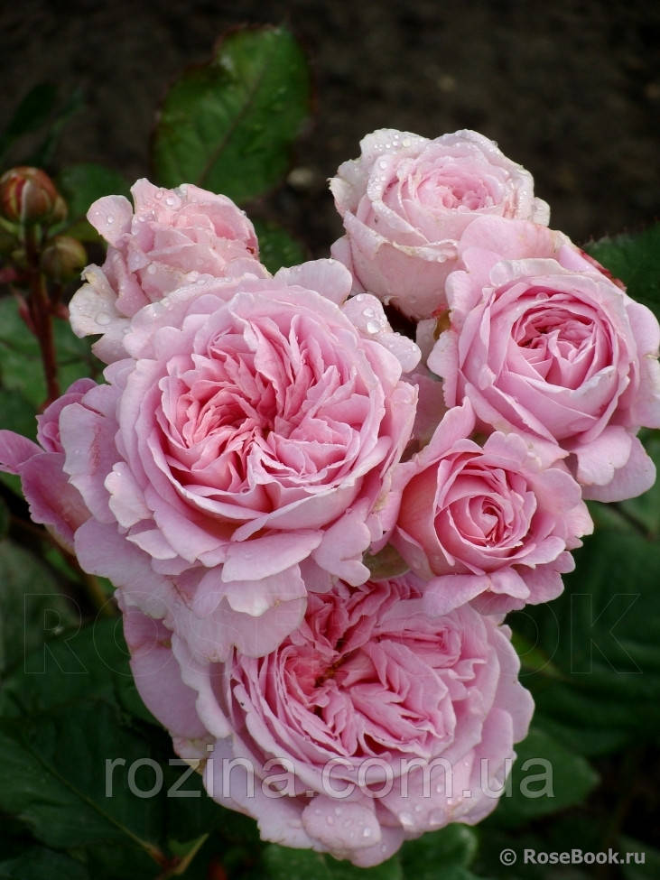 Саженцы розы "Розенграфиня Мария Генриета" - фото 1 - id-p1107248189