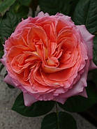 Саджанці троянди "Нотр Дам дю Розэр", фото 2