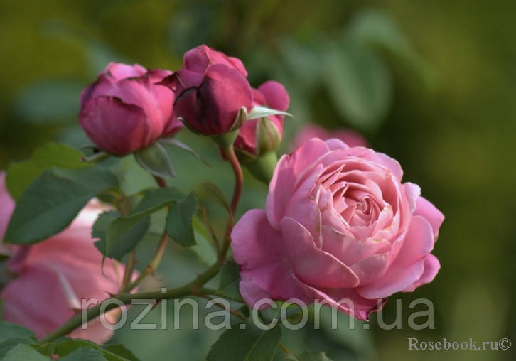 Саджанці троянди "Дитер Мюллер" - фото 4 - id-p985471260