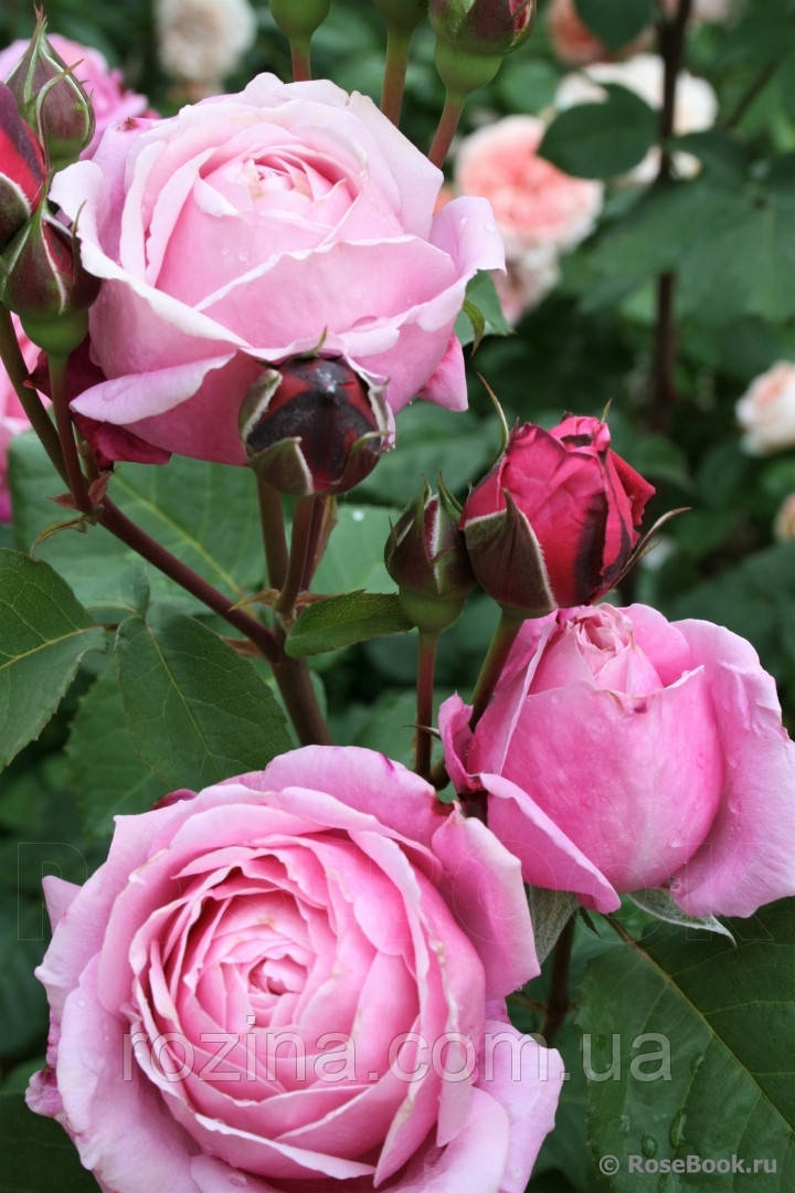 Саджанці троянди "Дитер Мюллер" - фото 2 - id-p985471260