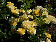 Саджанці троянди "Анна Дюпрей", фото 5