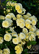 Саджанці троянди "Анна Дюпрей", фото 3