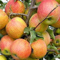 Саджанці яблуні "ПІНОВА". Сорт середнього дозрівання плодів.
