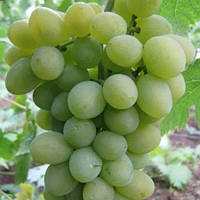 Саджанці винограду "АХІЛЕС"