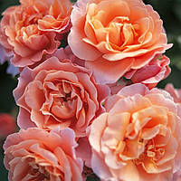 Саженцы розы "Мария Кюри"