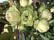 Саджанці троянди "Лавлі Грін", фото 4