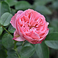 Саджанці троянди "Плейфул Рококо", фото 3