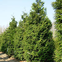 Туя складана Excelsa С2