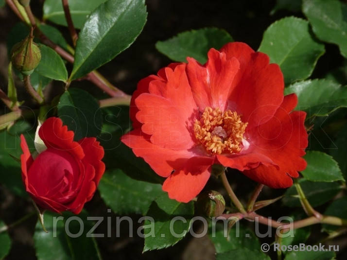 Саджанці троянди "Мілорд де Мартигню", фото 1