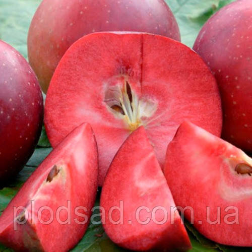 Яблуня колоноподібна червона Redmin