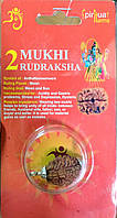 Бусина Рудракші 2 лик сертифікована біля 10-15мм в метал.обробці, rudraksha 2 mukhi, Бусина Рудракши 2 лика