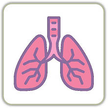 Очищення органів дихання