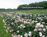 Пион Sarah Bernhardt, фото 5