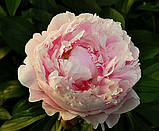 Пион Sarah Bernhardt, фото 3