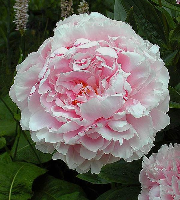 Пион Sarah Bernhardt, фото 1