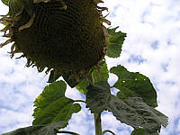 Насіння соняшник сорт кондитерський Горішок