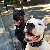 Аксесуари для тварин