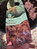 Клен японский "Красное Вино". Acer palmatum "Redwine".