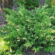 Ялівець казацький варієгатний (контейнер 0,5л)