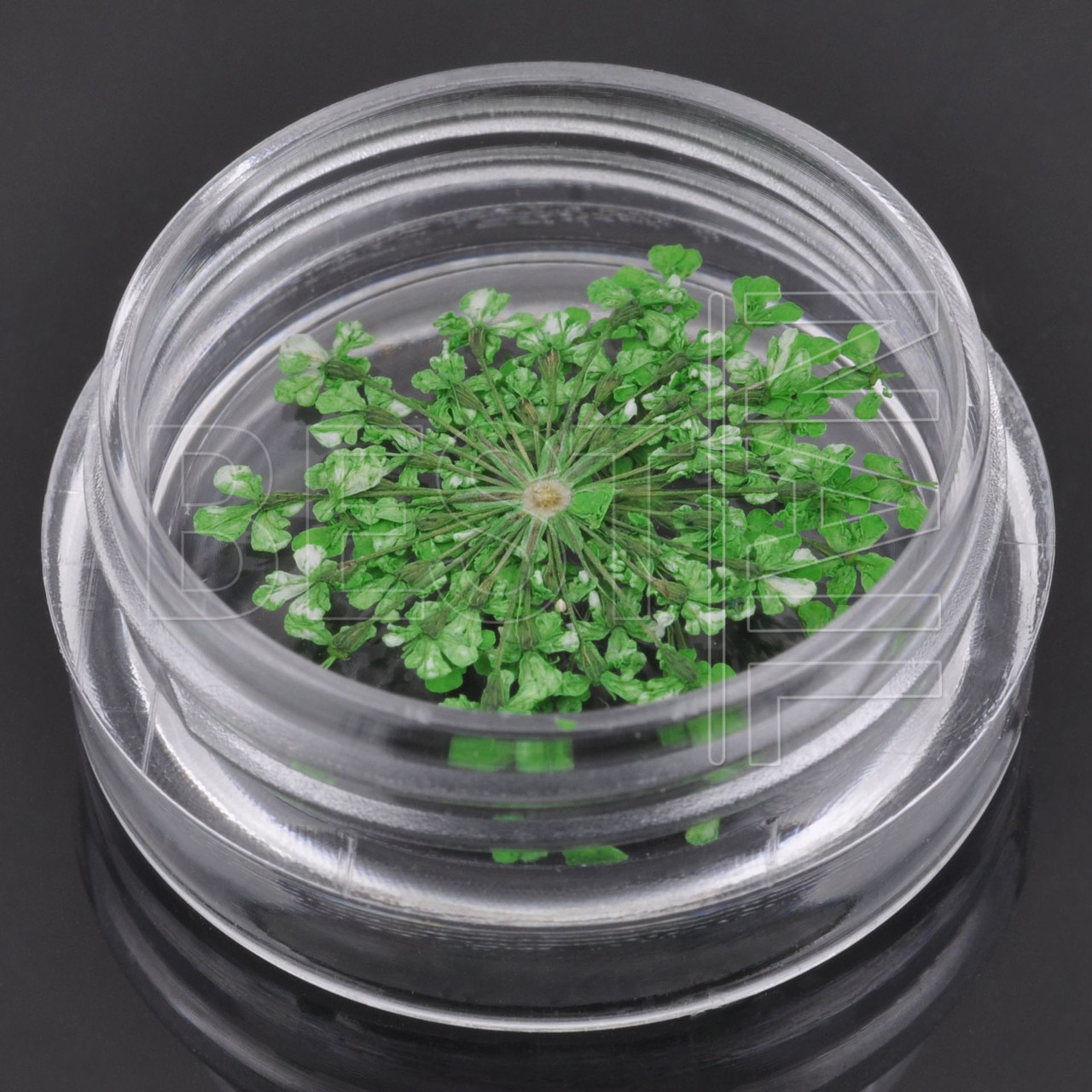 Сухоцвіти для дизайну нігтів №9, фото 1