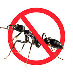 Засоби від мурах