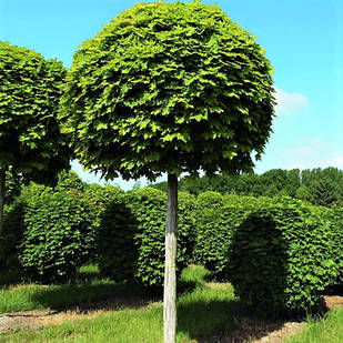 Саджанці Клена остролистного Глобозум (Acer platanoides Globosum)