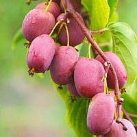 Актинідія Purpurna Sadowa. Актинидия Пурпурная Садовая. Actinidia Purpurna Sadowa.