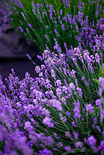 Англійська вузьколиста, сорт Хемус,
морозостійка трирічні саджанці