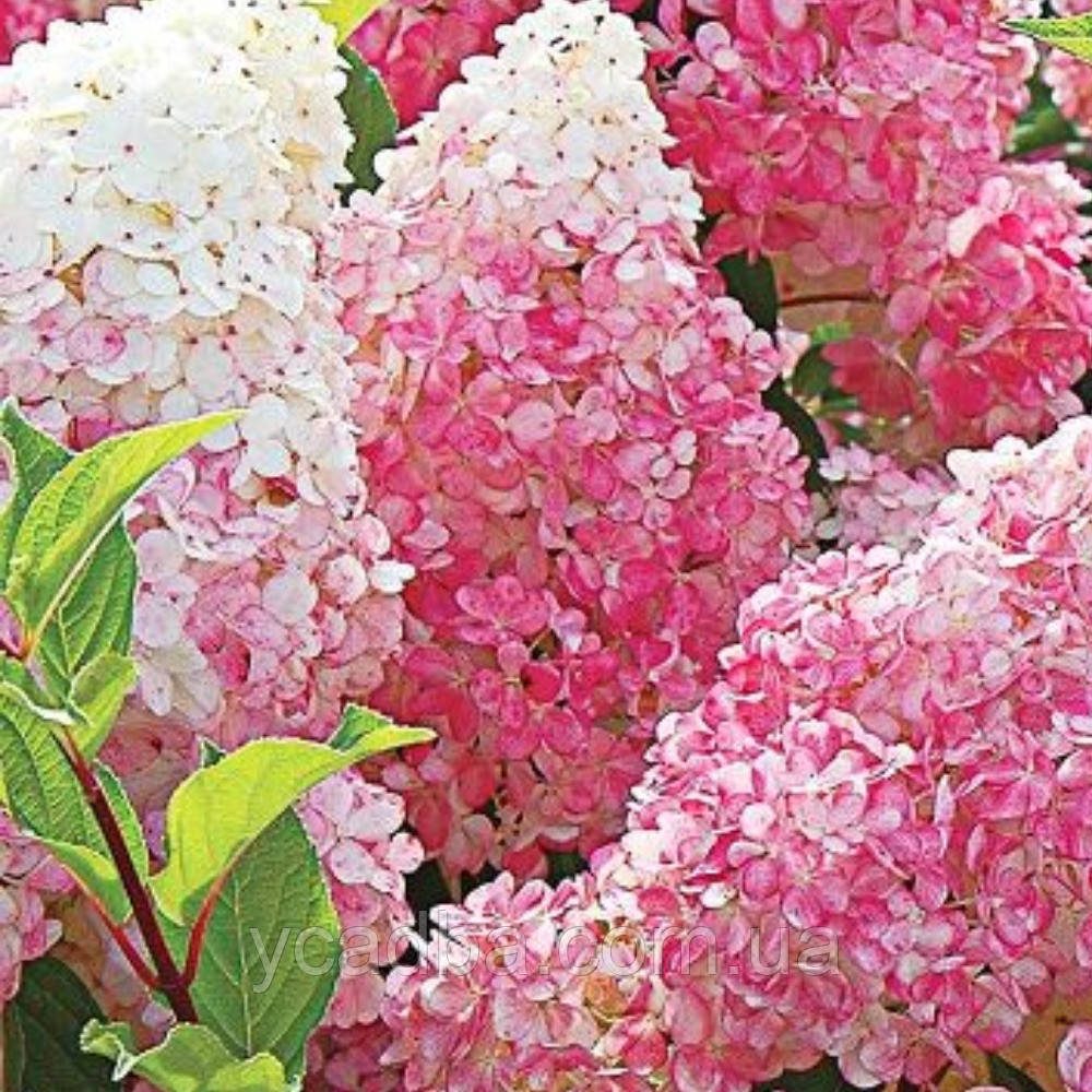 Гортензія волотиста Лівінг Стравберрі Блоссом Living Strawberri Blossom 21 (горшик 0,5л)