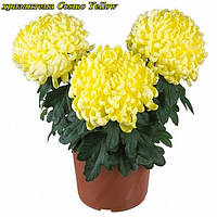 Саджанці хризантеми Cosmo Yellow (Космо Єллоу) 3 саж у гір