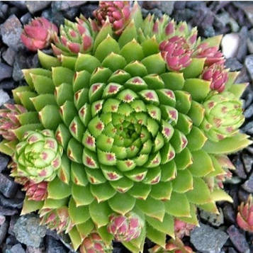 Кам'яна троянда Молочіло No6