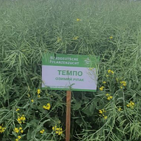 Насіння озимого ріпаку Темпо Lembke NPZ, фото 3