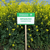 Насіння озимого ріпаку Франклін Lembke NPZ, фото 3