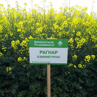 Насіння озимого ріпаку Рагнар Lembke NPZ, фото 3