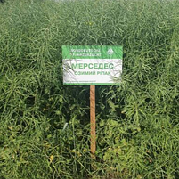 Насіння озимого ріпаку Мерседес Lembke NPZ, фото 3