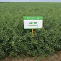 Насіння озимого ріпаку Шерпа Lembke NPZ, фото 3