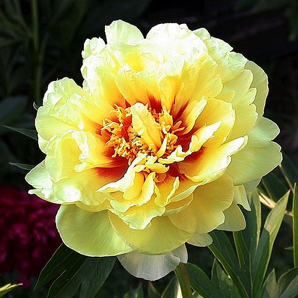 Півонія Itoh Bartzella — найкращий жовтий у світі 3/5 нирок, фото 1